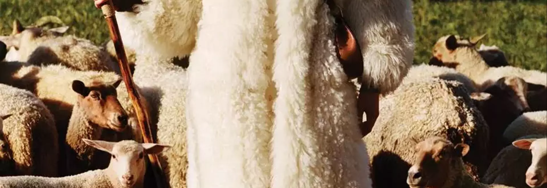 Unraveling the Ethical Threads of Wool in Fashion: A Documentary Insight