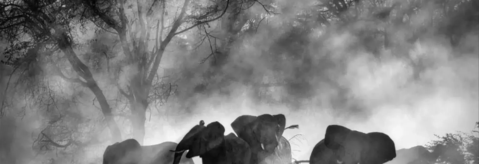 Werner Herzog's 'Ghost Elephants' Secures Home Entertainment Distribution with Buffalo 8