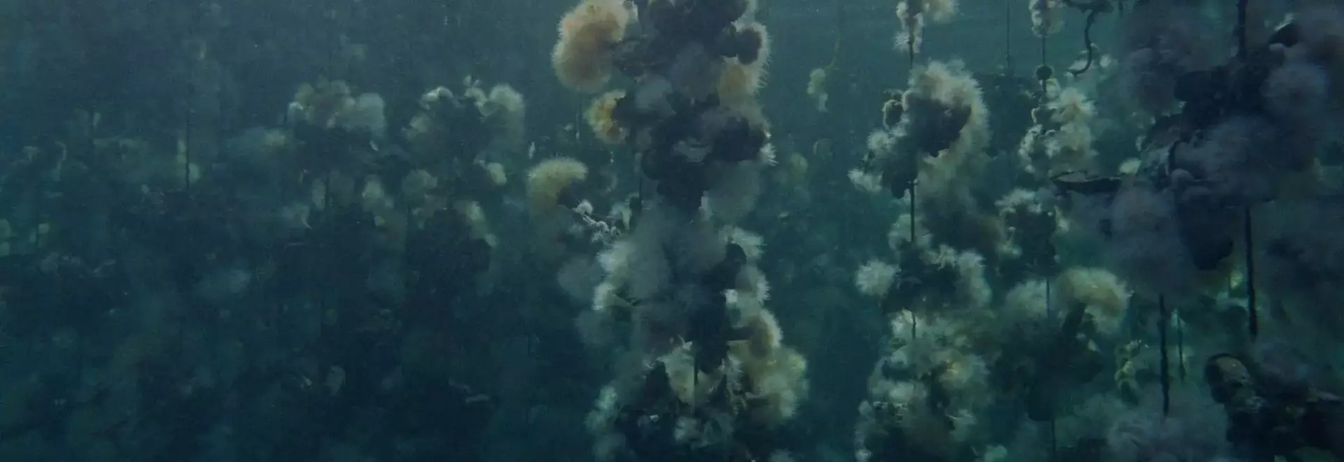 Examining Ecological Change Through the Unique Lens of Oyster Farming in 'Concrete Turned to Sand'