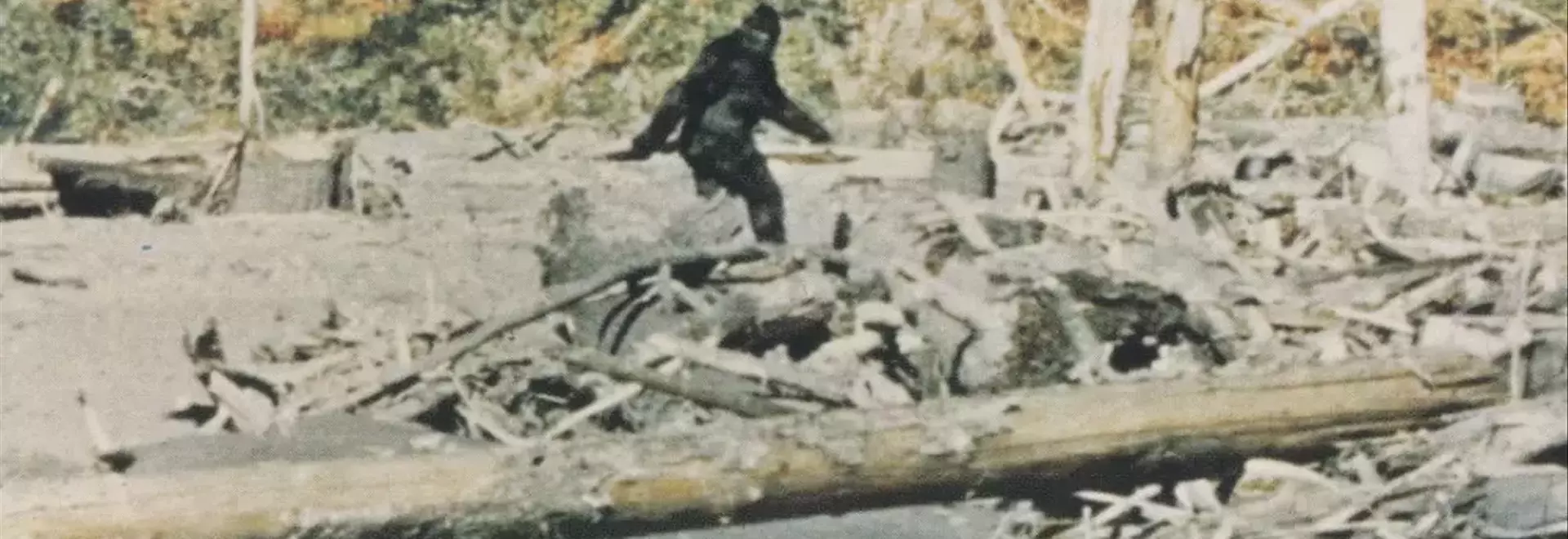 Unveiling the Truth: A Deep Dive into the Bigfoot Phenomenon