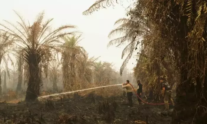 Indonesia Grapples with Severe Forest Fires and Haze Crisis